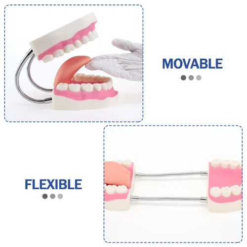 Vista 5 de Modelo de demostración dental de dientes gigantes con cepillo de dientes, modelo de boca de tamaño estándar ampliado 6 veces, modelo de enseñanza