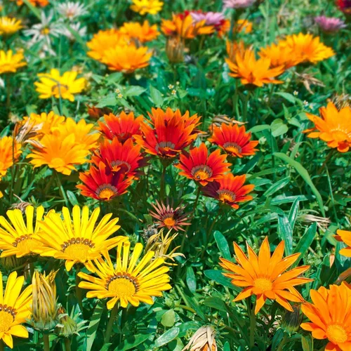 New Day Series Gazania Mix ~ 25 semillas (revestidas) - Gazania splendens - Flor anual - Tolerante a la sequía - Flores de 3 a 4 pulgadas en colores