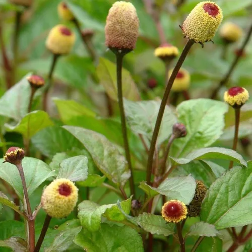 Vista 6 de Bulls Eye Toothache Plant Seeds (Spilanthes acmella) Cápsula de semillas congeladas de 40 semillas, planta semillas ahora + almacenamiento