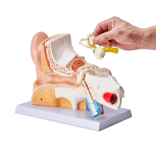 Vista 12 de VEVOR Modelo de anatomía de oído humano, modelo de oreja humana ampliada 5 veces, modelo de oreja anatómica de plástico PVC para educación, anatomía