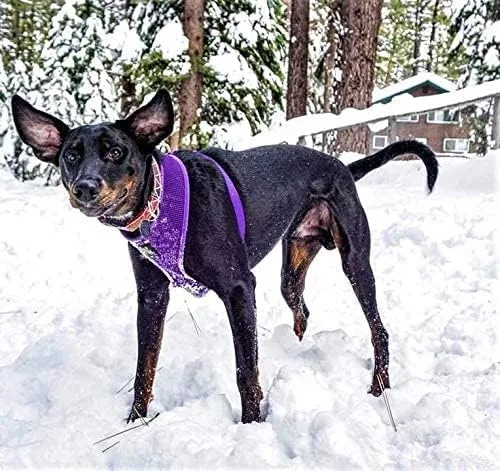 Vista 8 de EcoBark Arnés para perro de máxima comodidad diseño sin tirones y que evita estrangulamiento, lujoso chaleco acolchado, respetuoso con el medio