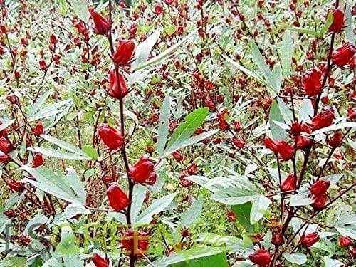 Vista 3 de 50 semillas de acedera jamaicana, arándano de Florida, roselle indio, hibisco sabdariffa
