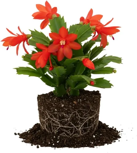 Planta de cactus de Navidad roja exótica viva, planta decorativa de interior en maceta de 4 a 7 pulgadas de alto para el hogar y la oficina |