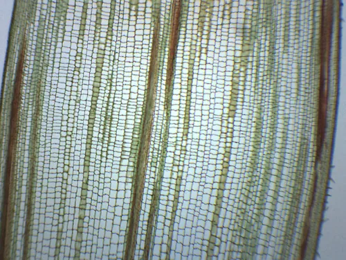 10PK Zea Mays Stem - Sección transversal y longitudinal - Diapositivas de microscopio preparadas - Paquete de aula, 10 diapositivas en estuche de