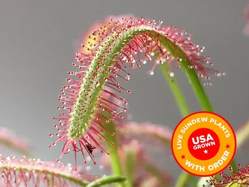 Vista 5 de Cape Sundew Plant Live, maceta de cerámica, alimento para plantas carnívoras, suelo, pinzas