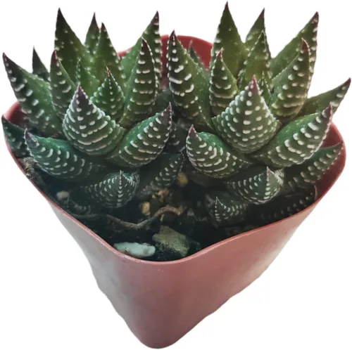 Vista 27 de Plantas de cactus suculentas vivas (2 pulgadas Opuntia Microdasy Golden Swirl Monstrose)