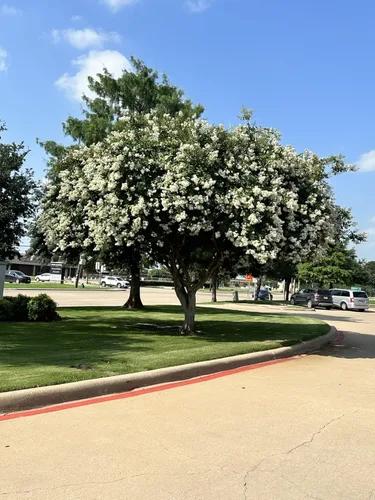 Natchez Crape Myrtle Tree - Contenedores de cuarto de galón, 6 a 12 pulgadas de alto, planta viva de floración blanca de rápido crecimiento para