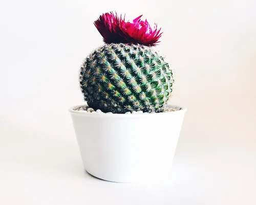 Vista 6 de Roca de lava negra Bolsa de 2 cuartos Tamaño de partícula de 1/4 pulgadas Agregado de suelo para bonsái, cactus, suculentas, acuarios y más