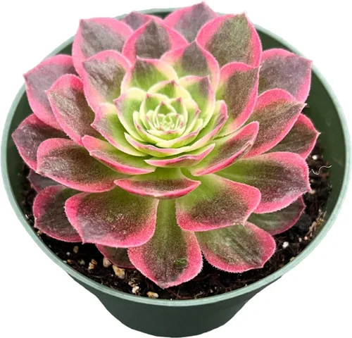 Vista 2 de Plantas suculentas vivas de 4 pulgadas, Aeonium 'White Wedding Dress', suculentas en maceta de fácil cuidado, planta
