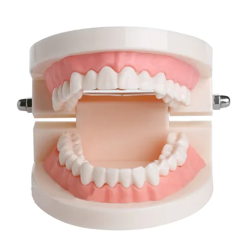 Dental Enseñar Estudio Niño Niño Dientes Encías Dientes Estándar Diente Modelo De Enseñanza