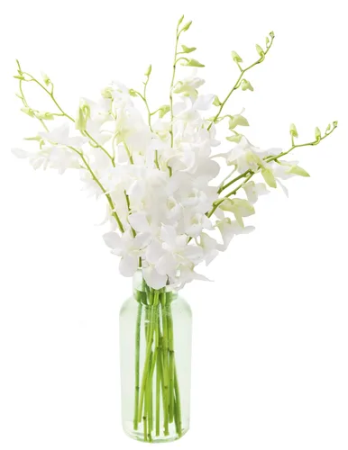 Vista 32 de KaBloom Flores - Ramo de orquídeas exóticas de zafiro azul de Tailandia con jarrón - Regalo para cumpleaños, condolencias, aniversario, mejoría