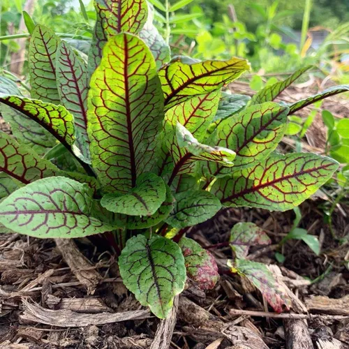Semillas de interior acedera roja veteada muelle de sangre 40 días vegetal sin OMG para plantar 100 semillas