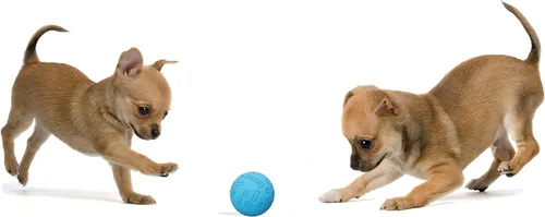 Vista 4 de Snug Pelotas de goma para perros pequeños y medianos, tamaño de pelota de tenis, prácticamente indestructibles (paquete de 3, azul)