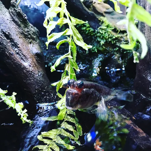 Vista 7 de Seachem Prime Acondicionador de Agua Dulce y Salada - Removedor de Químicos y Desintoxicante 2 L