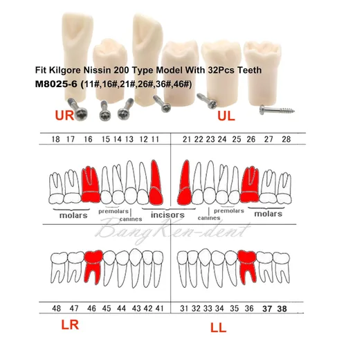Vista 2 de Juego de 6 dientes extraíbles de repuesto para práctica de llenado de dientes de entrenamiento M8025-6 modelo de estudio M8025-6 compatible