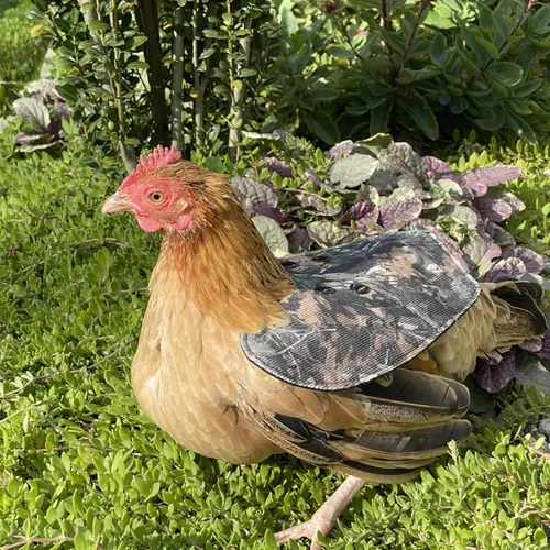 Vista 4 de The Chicken Chick® Bantam - Silla de montar de acoplamiento para gallina / pequeña