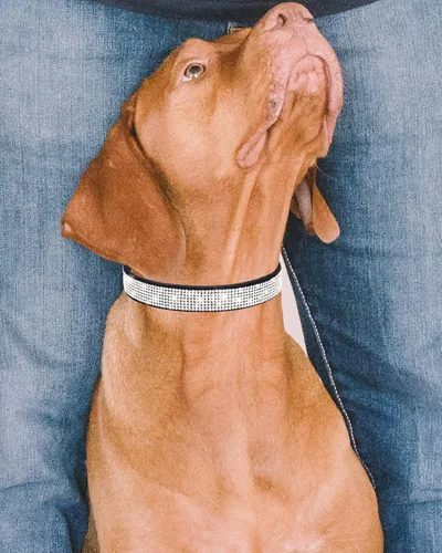 Vista 2 de Collar de perro Petank para perros pequeños, medianos y grandes, collar de perro pequeño para perras, collares de perro para niñas con brillo