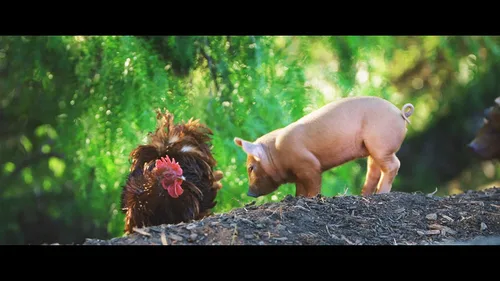 Vista 6 de The Biggest Little Farm DVD