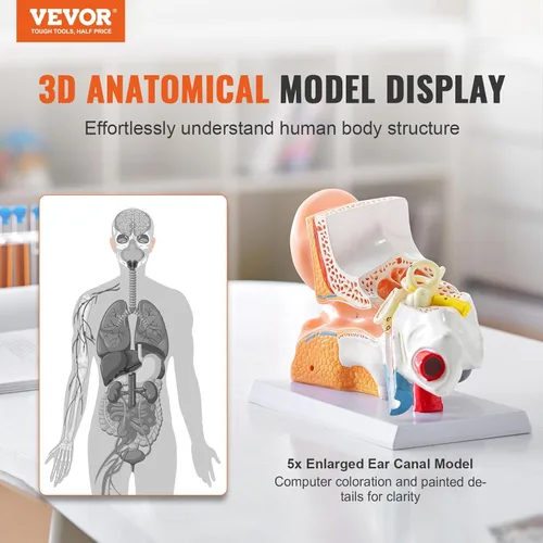 Vista 2 de VEVOR Modelo de anatomía de oído humano, modelo de oreja humana ampliada 5 veces, modelo de oreja anatómica de plástico PVC para educación, anatomía