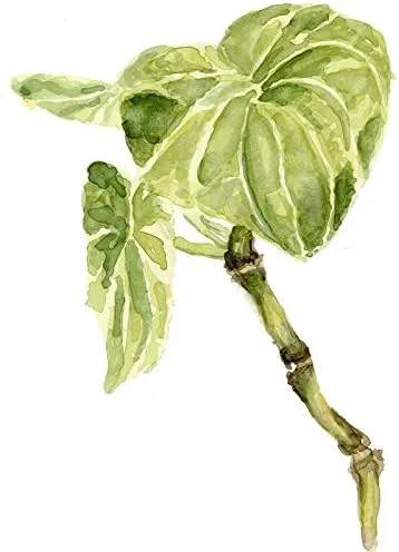 Vista 4 de Extracto de raíz de kava 1oz con sabor a coco