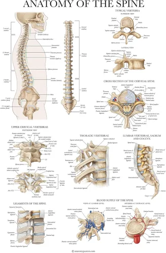 Palace Learning Anatomía de la columna vertebral - Cuadro anatómico de la columna vertebral laminada - 18" x 24"
