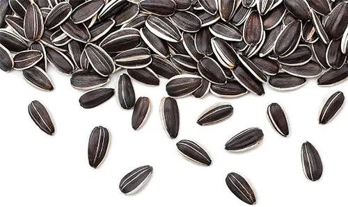 Vista 5 de Semillas de girasol gigantes - Semillas de rayas grises mamut - Atrae abejas y mariposas