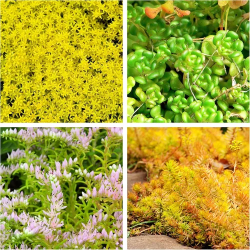 Vista 8 de 150 Semillas de flores suculentas de Sedum Stonecrop Mixtas Rojo, Blanco, Amarillo, Rosa, Púrpura