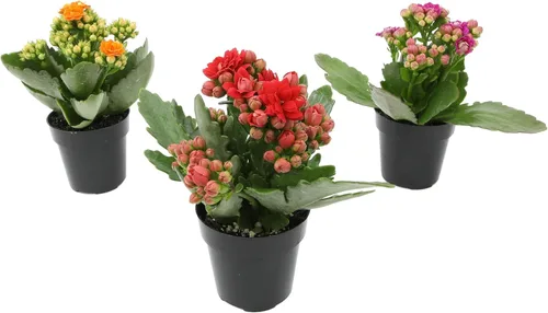 Kalanchoe - Paquete de 3 plantas de flores, decoración de plantas de escritorio, regalos de suculentas vivas para amantes de las plantas, ideas de
