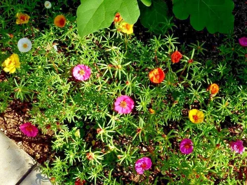 Vista 3 de Portulaca (musgo de rosa) largo Bloomer Garden Dobles Mix Flower Container 500 Semillas #CN01