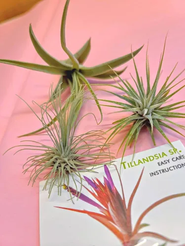 Vista 14 de 4 Live Air Plants, Hand Selected Assorted Variety of Species, Tropical Houseplants for Home Décor and DIY Terrariums (4-Pack)
