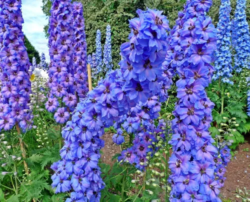 Vista 5 de Sky Blue Delphinium Tall Seeds Aproximadamente 30 Semillas 6Lx3W