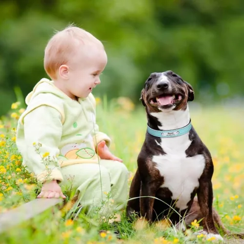 Vista 6 de Collares de perro personalizados, collar de perro de cuero suave y duradero, collar de perro personalizado con placa de nombre, collar de perro azul
