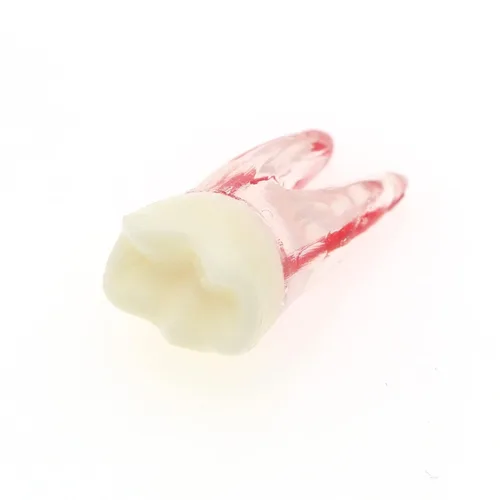 Vista 8 de 5pcs Dientes de la cavidad de la pulpa del conducto radicular dental Modelo Endodontic Practice RCT Typodont M8007 11# 14# 16# 21# 33# 34# 35# 36#