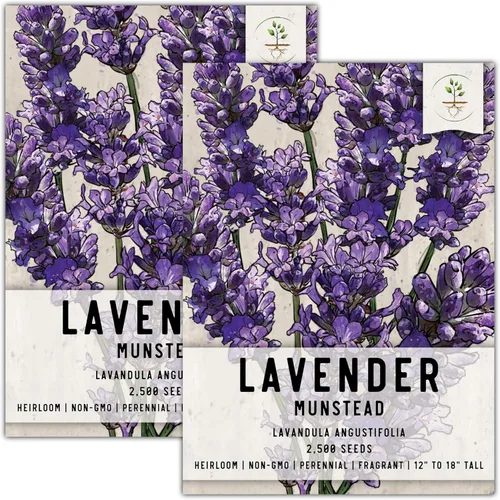 Seed Needs, Munstead - Semillas de lavanda – 500 semillas tradicionales para plantar Lavandula angustifolia – Flores fragantes sin OMG y sin tratar
