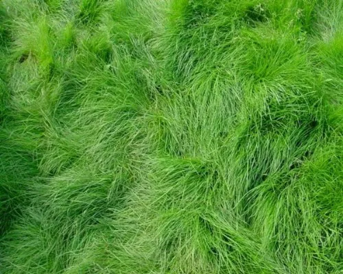 Semillas de césped de festuca roja rastrera, 1 libra