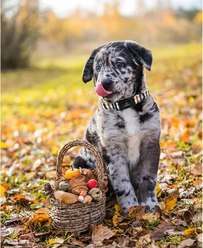 Vista 4 de Lionheart glory Collares de Perro a Cuadros Collar de Perro de Otoño Collar de Perro Hembra o Macho Collar de Perro Resistente Ajustable para Collar