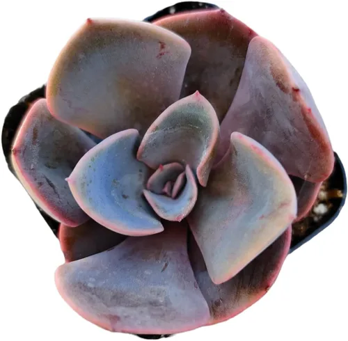 Vista 19 de Plantas de cactus suculentas vivas (2 pulgadas Opuntia Microdasy Golden Swirl Monstrose)