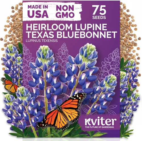 KVITER 75 semillas de arándano de Texas (Lupinus Texensis) - Lupino de Texas, flor silvestre apta para polinizadores, semillas de reliquia sin OMG,