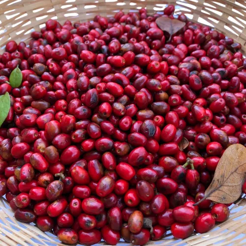 Vista 2 de Bayas de especias frescas (Lindera Benzoin) 10 bayas - Benjamin Bush, Spicebush común, Spice arush, Carencro Bush