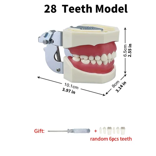 Vista 2 de Modelo de 28 dientes Typodont desmontables, modelo de dientes dentales modelo de enseñanza con goma suave para practicar y estudiar, con un