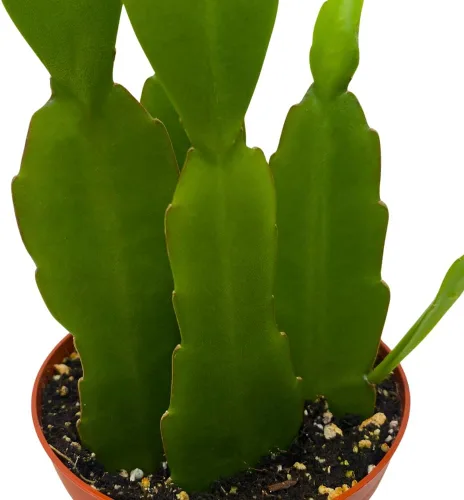 Vista 4 de BubbleBlooms Epiphyllum Orchid Cactus en una maceta de 4 pulgadas Disocactus ackermannii