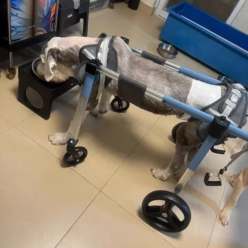 Vista 8 de Dog Wheelchair Injured All Legs Pet Leg Braces, Small Medium Large Handicap 4 Wheels Full Support, Comfortable Wheel Rolling Tools