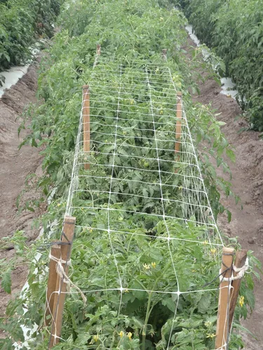 Vista 10 de TENAX 1A150281 Hortonova Plant Trellis Network, 48" x 1,000' Blanco