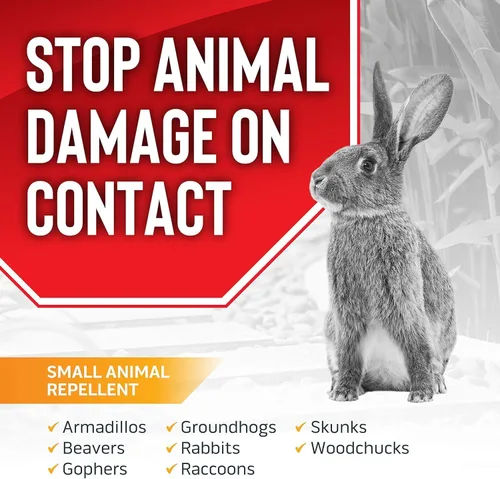 Vista 2 de Messina - Repelente granular de tapón de animales, seguro y eficaz, ingredientes naturales de grado alimenticio; repele marmotas, conejos