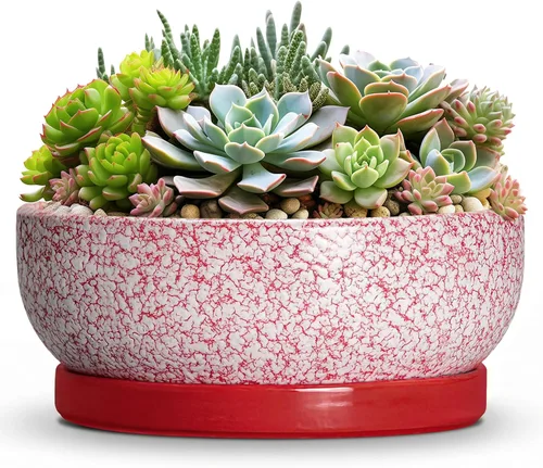Vista 12 de Succulent Pots, 6 Inch Ceramic Bonsai Pots with Saucer, Blue