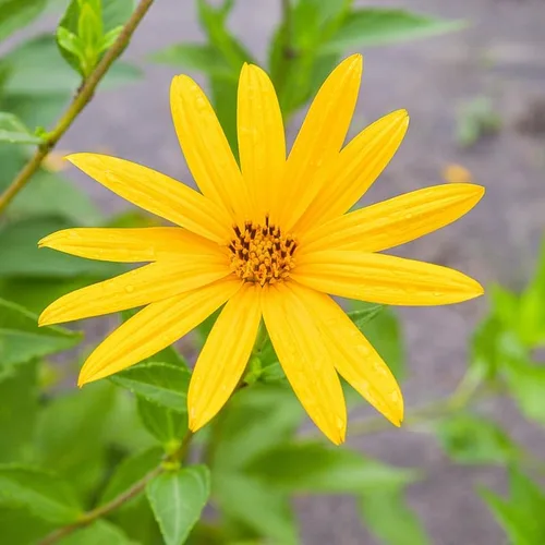 Vista 5 de Tubérculos de 1 libra de alcachofas de Jerusalén, bulbos de Sunchokes Bulbs, Alcachofas de Jerusalén vegetales Bulbos Tubérculos para plantar