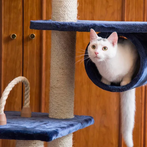Vista 4 de árbol para gato Armarkat condominio con mueble, altura a 70 a 75 pulgadas, Azul marino