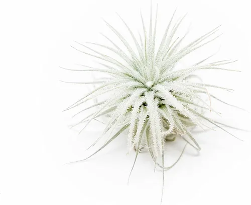Pequeña planta aérea Tectorum de Ecuador - Tillandsia suculenta viva para casa - Disponible al por mayor y a granel - Decoración para el hogar y el