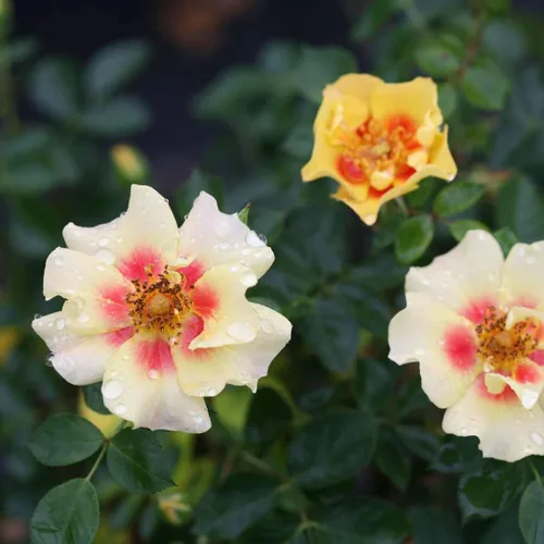 Vista 2 de Ringo® Landscape Rose - Ganadores comprobados - Maceta de 4