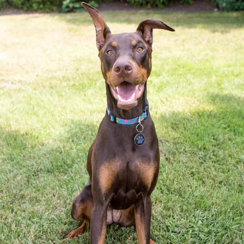 Vista 6 de Etiquetas de perro QR personalizadas para mascotas, etiquetas de identificación de código QR, etiquetas de identificación de mascotas inteligentes